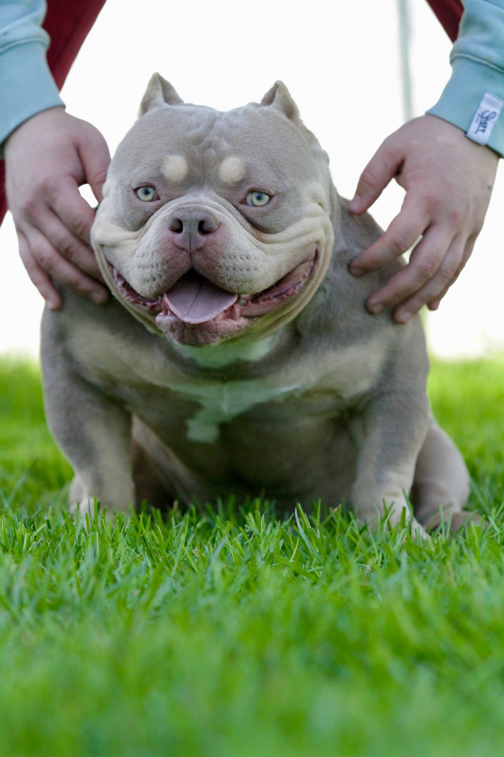 PENTAGON BULLIES OZZY — Night Drakula Kennel